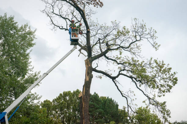 The Steps Involved in Our Tree Care Process in Highlands, CA